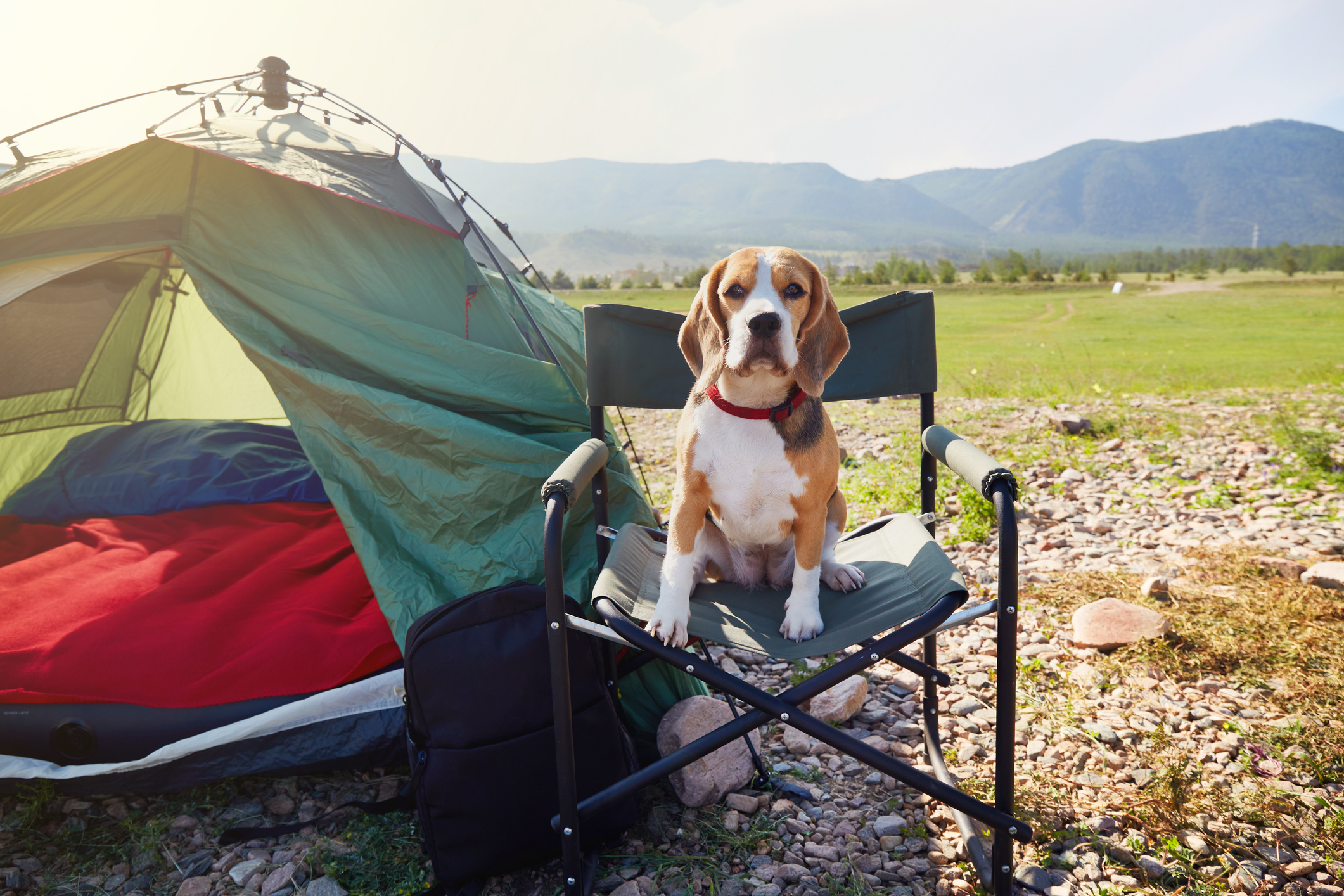 Dog fashion camping gear